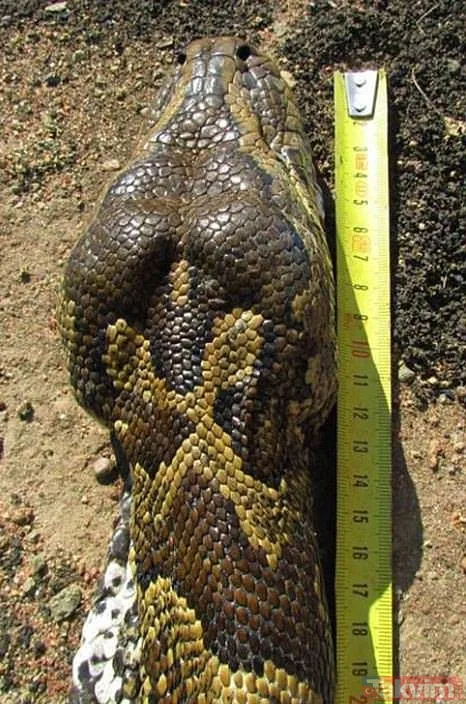 Duvarın içinden gelen seslerden ilallah etti sonunda paramparça etti! Gördükleri karşısında kalbi yerinden çıkacaktı - 15