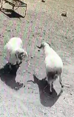 Kafa kafaya çarpışan koçlar öldü