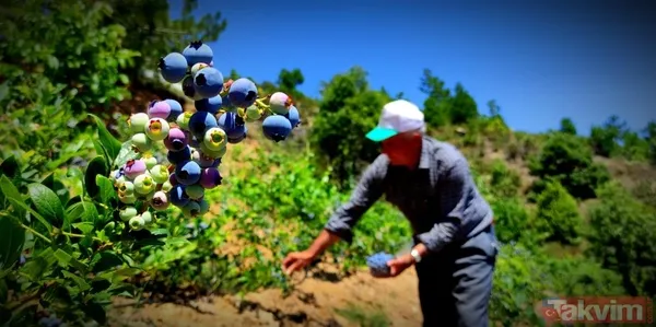 Kilosu 100 lira! Yaban mersinini kuş ve yabani hayvanlardan bomba ve kuş sesleriyle koruyorlar - 2