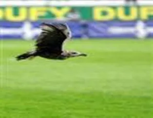 Q7'nin martı mücadelesi
