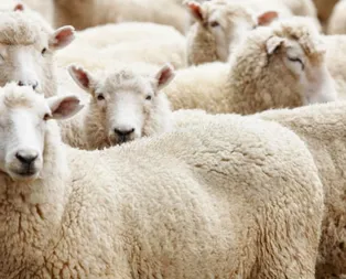 İBB kurbanlık kesim yerleri 2019! İstanbul kurban kesim yerleri nerede?