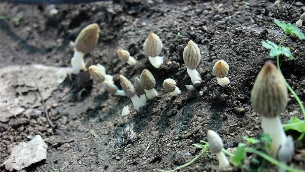 sifir-sermayeyle-basladi-simdi-paraya-para-demiyor-duyan-bahcede-kuyruk-oldu-1694439299497.jpg Fiyatı duyan kapıda kuyruk oldu! Sıfır sermayeyle başladı şimdi paraya para demiyor-2