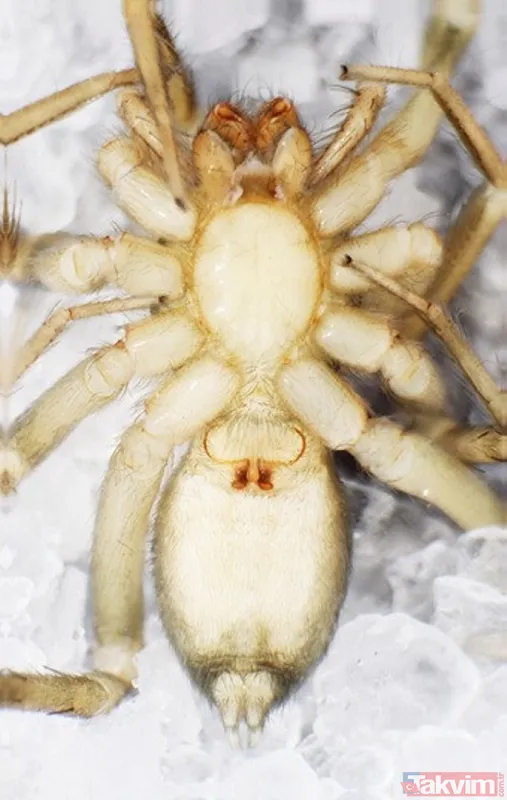 Dünyada sadece Kahramanmaraş'ın Göksun ilçesinde yaşıyor! Yeni keşfedilen örümceğe 'Turkocranum' ismi verildi - 15