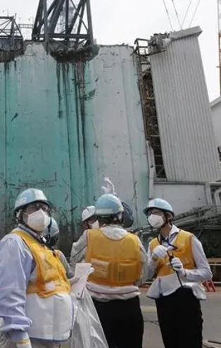 Japonya'da nükleer felaketin yaşandığı kasabaya pirinç ekildi