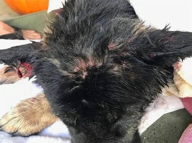 Dogman adı verilen gizemli canavar ABD'de korku yarattı! Yarı insan yarı köpek-1