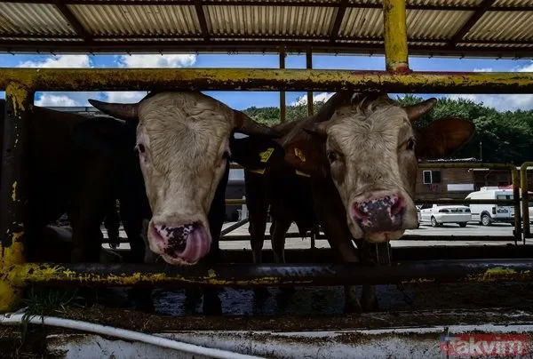 Kurban nasıl kesilir? Kurban için vekalet nasıl verilir? Kurban ibadetinde nelere dikkat edilmeli? Diyanet kurbanda dikkat edilmesi gerekenleri açıkladı - 6