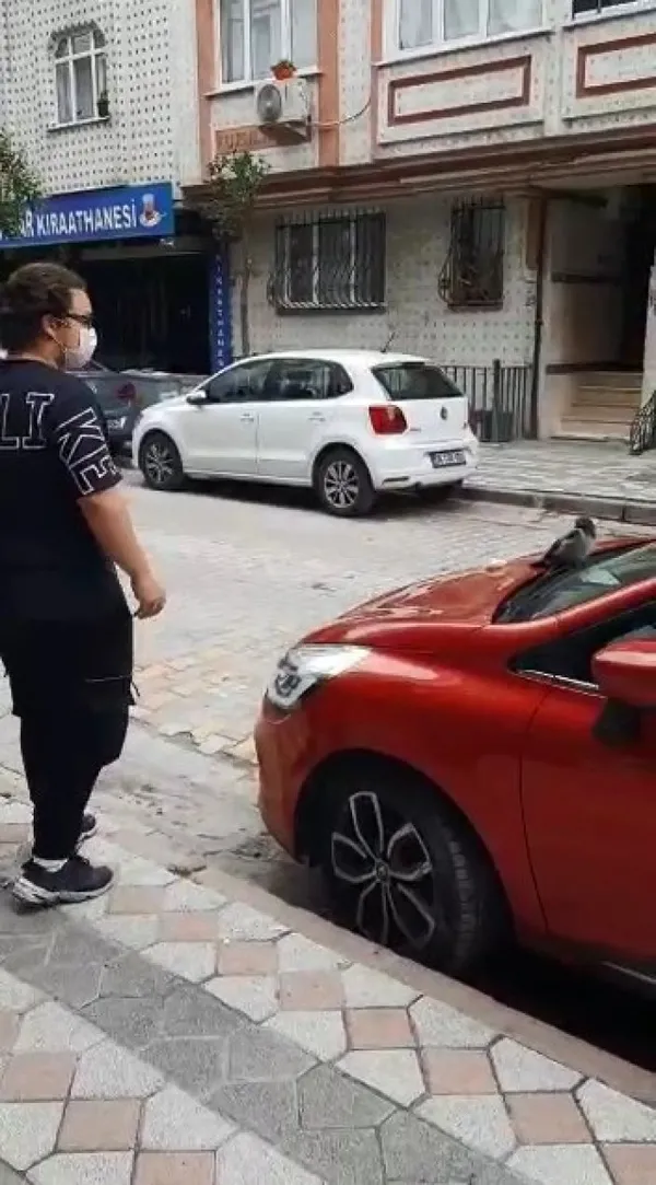 yavru-kargayi-kedilerden-kurtardi-iki-karganin-saldirisina-ugradi-1622805509485.jpg Yavru kargayı kedilerden kurtardı! İki karganın saldırısına uğradı-2