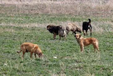 Başıboş köpek sorunu nasıl çözülecek?