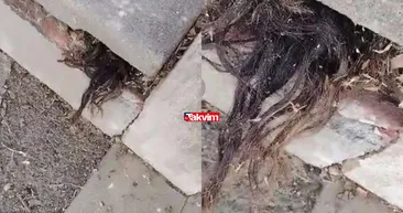 Mezarlıkta dehşetin yüzünü ortaya çıkaran görüntü! Sosyal medya ikiye bölündü! 100 yıllık mezar taşlarının arasından çıkan saçlar...