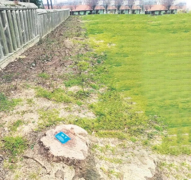 chpli-ibb-baskani-ekrem-imamoglu-doga-katliamina-doyamadi-simdi-de-topkapi-cinarlarini-kesti-1648946958587.jpeg CHP'li İBB Başkanı Ekrem İmamoğlu doğa katliamına doyamadı! Şimdi de Topkapı çınarlarını kesti-2