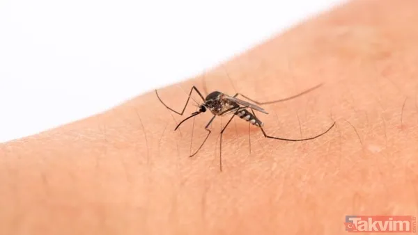 Ferah Ve Belirgin Kokusu Sayesinde Böcekleri Uzak Tutarken, Cilt Üzerindeki Yatıştırıcı Özelliğiyle De Isırık Sonrası Oluşan Tahrişi Hafifletir.