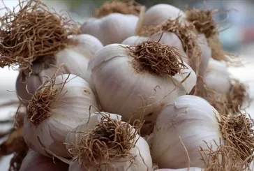 Sarımsak kalpten anlar