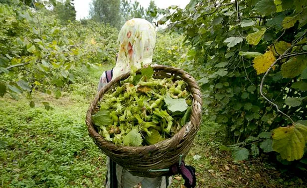 findik-fiyatlari-ne-kadar-31-mart-carsamba-findik-fiyati-ordu-giresun-il-il-guncel-liste-nisanda-4-dolardan-alici-bulacak-1617171498143.jpg Fındık fiyatları ne kadar? 31 Mart Çarşamba fındık fiyatı Ordu, Giresun il il güncel liste! "Nisan'da 4 dolardan alıcı bulacak"-2