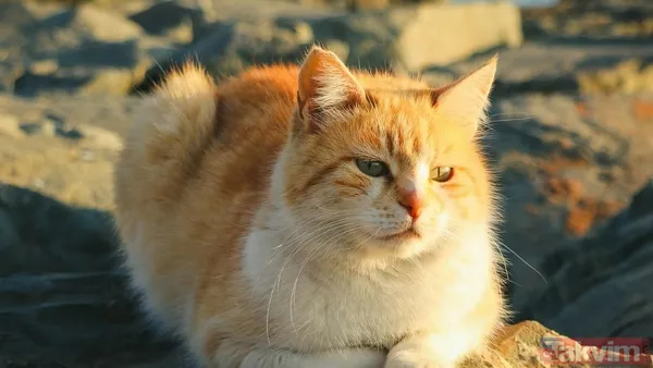Kısacası İstanbul, Sadece Tarihiyle Değil, Sokaklarında Özgürce Dolaşan Kedileriyle De Benzersizdir. Bu Şehirde İnsanlar Ve Kediler, Yüzyıllardır Süregelen Bir...