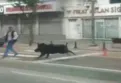 Batman'da 4 nala domuz saldırısı kamerada