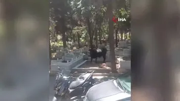 Beyoğlu’nda mezarlığa dalan kızgın boğa kamerada