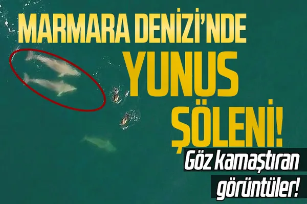 Marmara Denizi'nde yunus şöleni! Göz kamaştıran görüntüler!-1