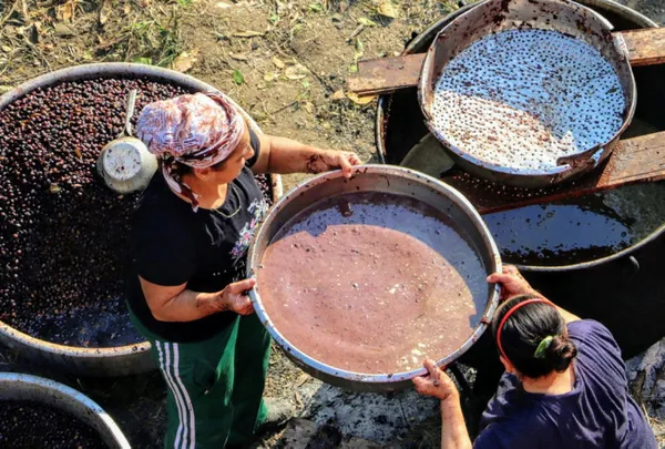 hatayda-dogada-kendiliginden-yetisen-defne-agacinin-meyvesi-yaga-donusturulug-litresi-100-liraya-satiliyor-1605765669626.jpg Hatay'da doğada kendiliğinden yetişen defne ağacının meyvesi yağa dönüştürülüğ litresi 100 liraya satılıyor-2