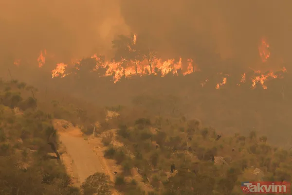 SON DAKİKA: Avustralya'da yangın faciası! 71 ev kül oldu - 11
