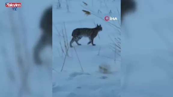 Bayburt'ta nadir misafir: Kar altında vaşak görüntülendi