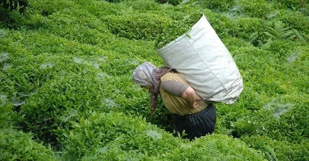 Yaş çay sezonu bugün başlıyor