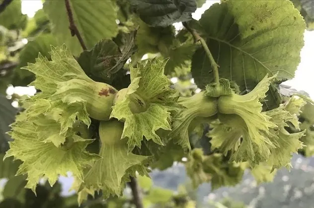Trabzon’da icradan satılık fındık bahçesi