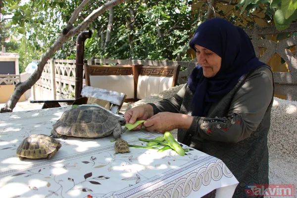 15 yıldır bakıyor! 70 yaşındaki Zekiye Artut 3 kaplumbağa sahibi - 3