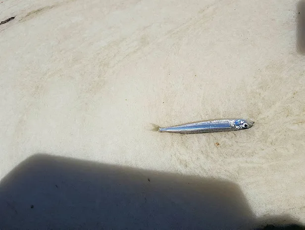 bursa-temizledi-istanbul-sahiplendi-salya-yalani-1622353466118.jpg CHP'li belediyeden 'salya' yalanı: Bursa temizlenlendi İBB sahiplendi!-3