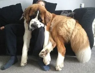 Dev köpekler görenleri şaşırtıyor