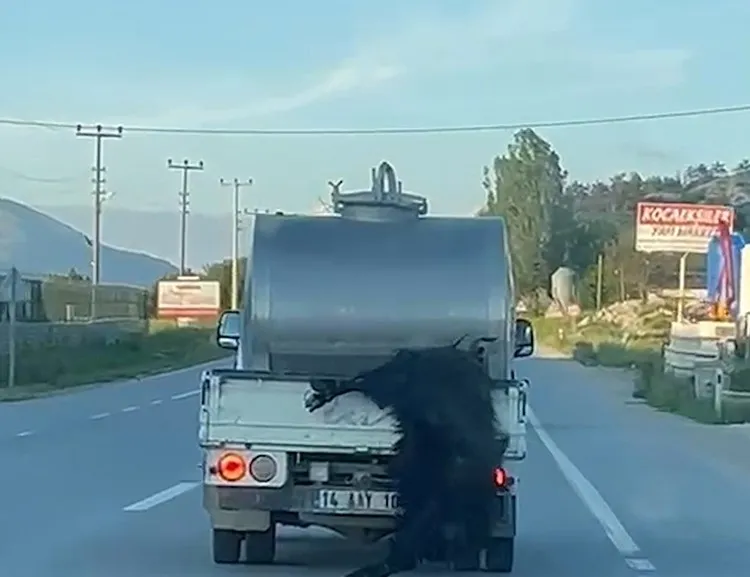 Bolu’da kurbanlık hayvanı aracının arkasına bağlayıp kilometrelerce sürükleyen sürücü kameraya yansıdı