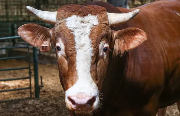 Son dakika haberi: Diyanet İşleri Başkanlığı'ndan flaş Kurban Bayramı açıklaması! İşte kurban kesiminde uyulması gereken kurallar-6