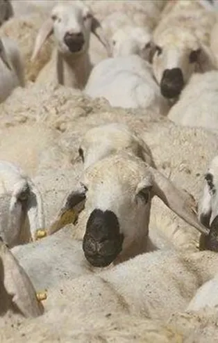 Kurban keserken nelere dikkat edilmelidir? Kurban ne zaman, hangi gün kesilir? Bayramın 4. gün kesilir mi?