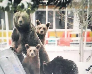 Yemek arayışı