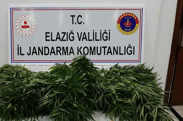 Elazığ'da 73 kök Hint keneviri ele geçirildi