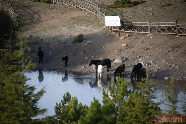 Manisa'da Spil Dağı Milli Parkı'nda muhteşem manzaralar - 3