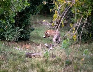 Görenler gözlerine inanamadı, anbean kamerada! Leopara kafa tutan piton...
