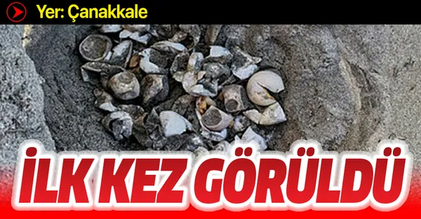 Son dakika: Marmara Denizi'nde ilk kez caretta carettalar görüldü-1