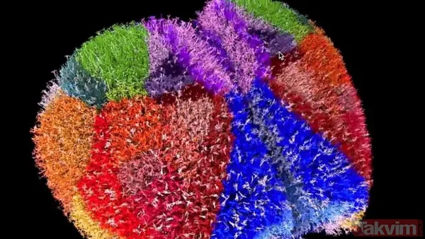 10 milyon nöron 26 milyar bağlantı! İşte dijital beynin ilk görüntüsü... - 9