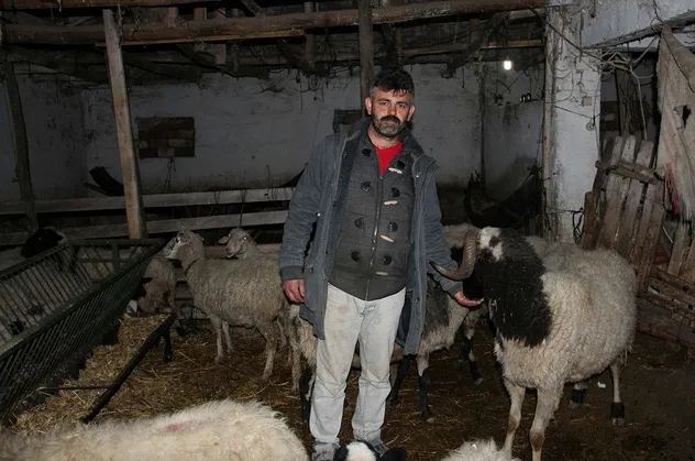 Manisa'daki depremi koyunlar önceden hissetti mi? Şoke eden video