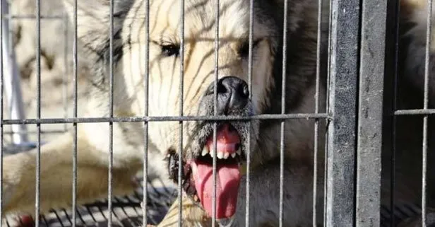 Bayburt merkezine inen kurt yakalandı