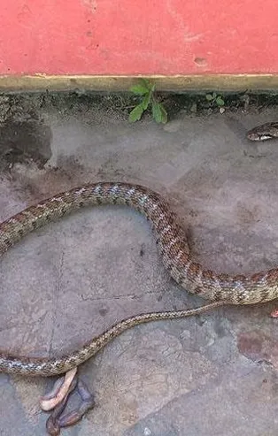 Uzmanlar yaz aylarındaki tehlikeye karşı uyardı: Vatandaşlar yılanla karşılaşınca...