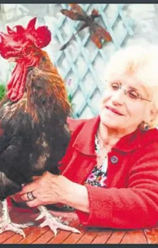 Fransa'da 'vakitsiz öten horoz' davası