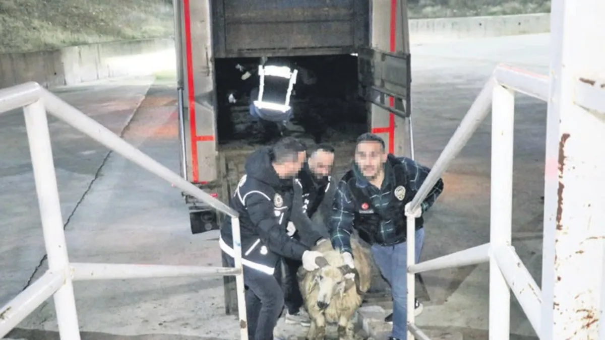 Küçükbaş hayvanlara uyuşturucu saklamışlar