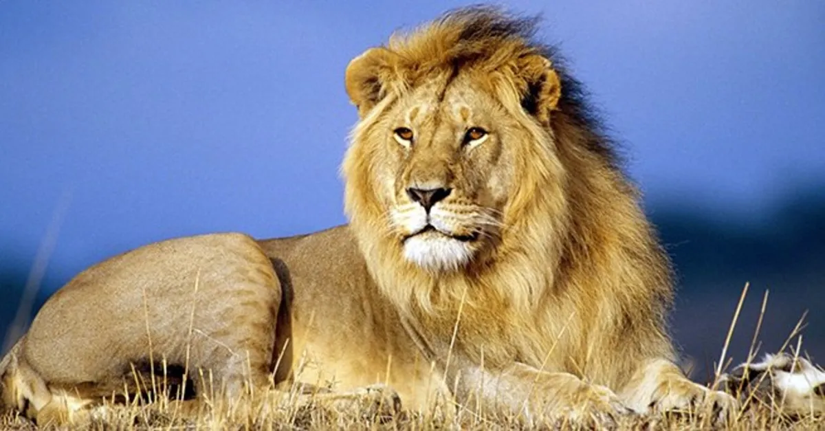 Rüyada Aslandan Kaçtığını Görmek Rüyada Aslandan Kaçtığını Görmek