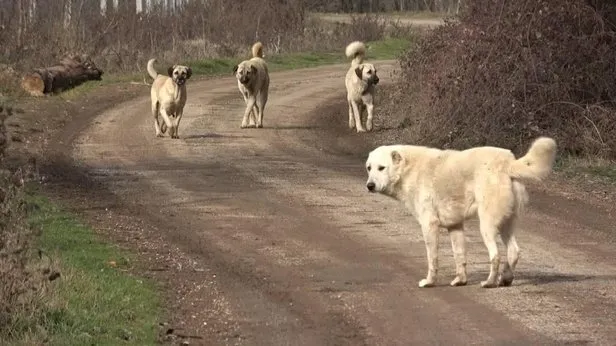 AK Parti Grup Başkanvekili Bahadır Yenişehirlioğludan başıboş köpek düzenlemesiyle ilgili açıklama: Her sesi dinliyor, her düşünceyi önemsiyoruz