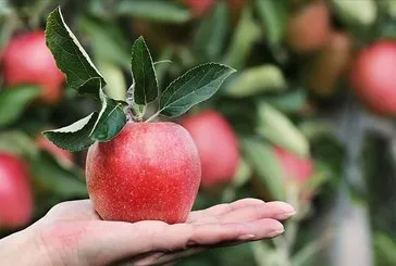 Vitamin deposu elmanın faydaları saymakla bitmiyor!