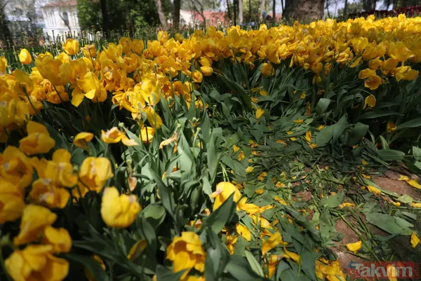 İstanbul Gülhane Parkı 10 katı ziyaretçi ağırladı! Laleler talan edildi - 6