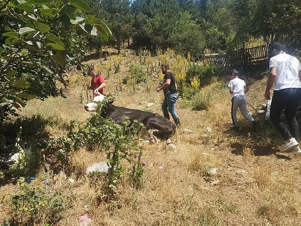 bilecikte-kacan-kurbanlik-kovalamaca-sonrasi-yakalandi-1626558550939.jpeg Bilecik'te kaçan kurbanlık kovalamaca sonrası yakalandı-4