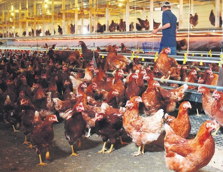 Çin’e Türk tavuğu