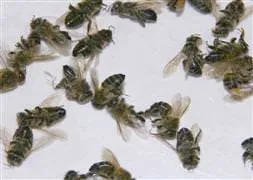 Arı soktu, kalp krizinden öldü